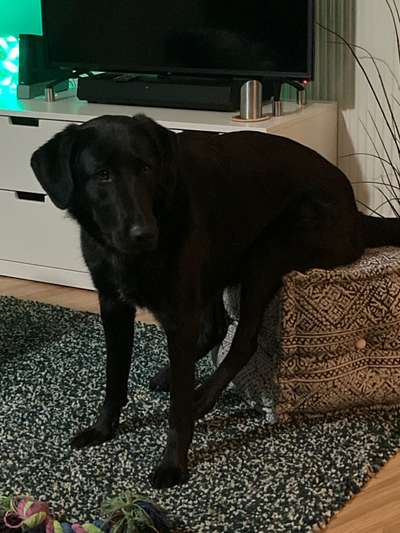 Hier ist der Spaßthread. Zum Schmunzeln und Kaputtlachen-Beitrag-Bild