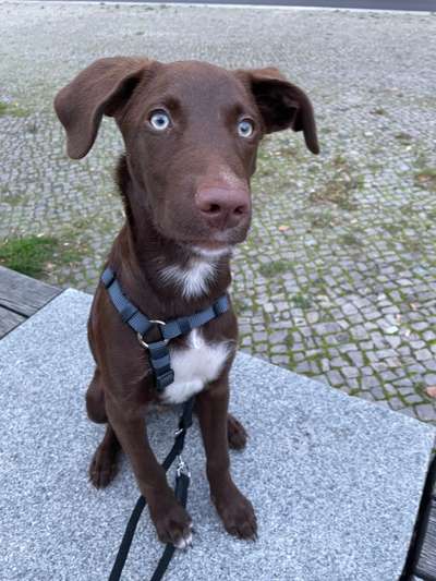 Auslandstierschutz-Beitrag-Bild