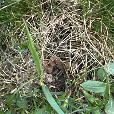 Giftköder-Giftköder?-Bild