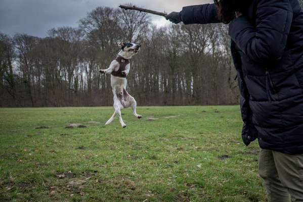 Hundetreffen-Spielrunde in Bremen-Burg-Bild