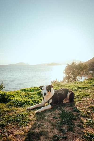 Kurzhaarcollies (und Mixe)-Beitrag-Bild