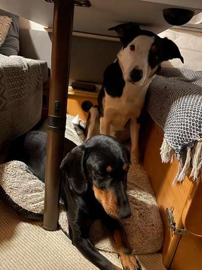 Vanlife und Wohnmobilisten mit Hund-Beitrag-Bild