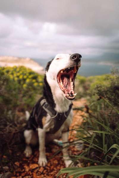 Dogorama Foto Aktion - Dein Hund im Dogorama Büro-Beitrag-Bild