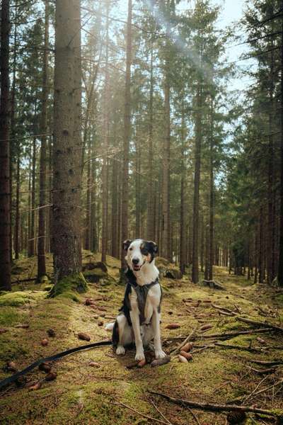 Wald Bild-Beitrag-Bild