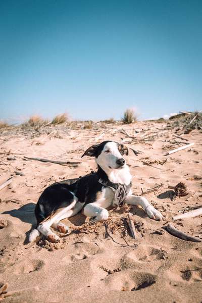 Mischlingshunde Foto Aufruf-Beitrag-Bild