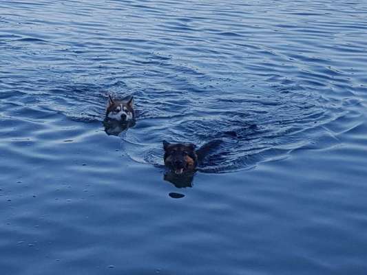 Dein Hund im Dogorama-Kalender 2021-Beitrag-Bild