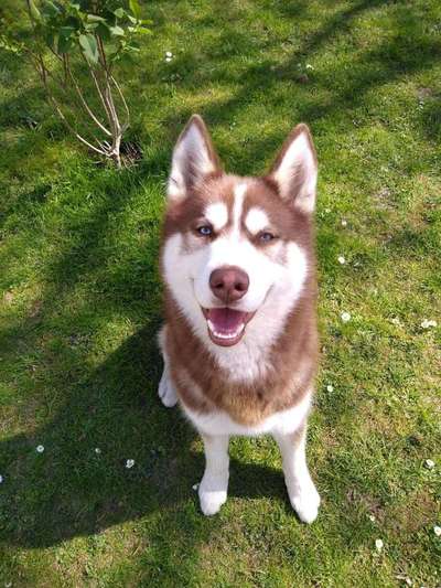 Dein Hund im Dogorama-Kalender 2021-Beitrag-Bild