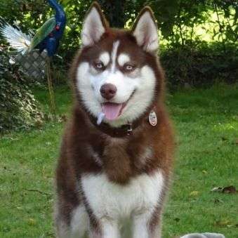 Dein Hund im Dogorama-Kalender 2021-Beitrag-Bild