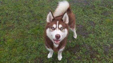 Dein Hund im Dogorama-Kalender 2021-Beitrag-Bild