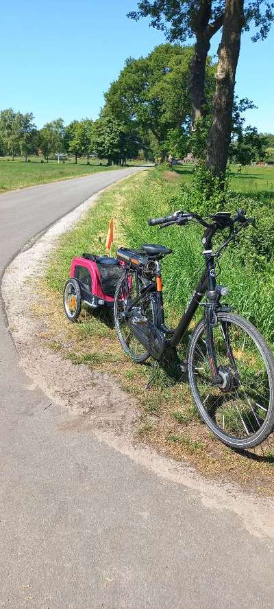 Wie groß darf ein Hund für den Fahrradkorb sein?-Beitrag-Bild