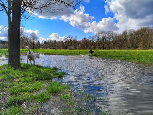 Hundetreffen-Social Walk-Bild