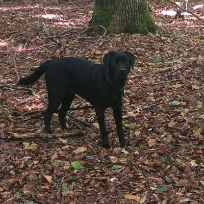 Hundetreffen-Spazieren oder spielen-Bild