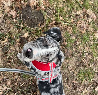Louisiana Catahoula Leopard Dog-Beitrag-Bild
