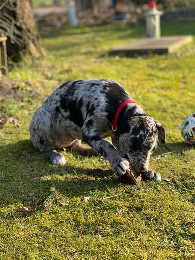 Seltene Rassen!-Beitrag-Bild