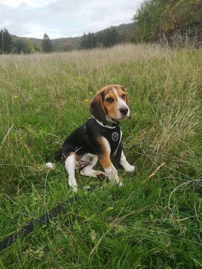 Hundetreffen-Spaziergang und neue Freunde kennen zu lernen-Bild