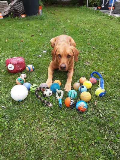 Die Dogorama Wochen Challenge-Beitrag-Bild