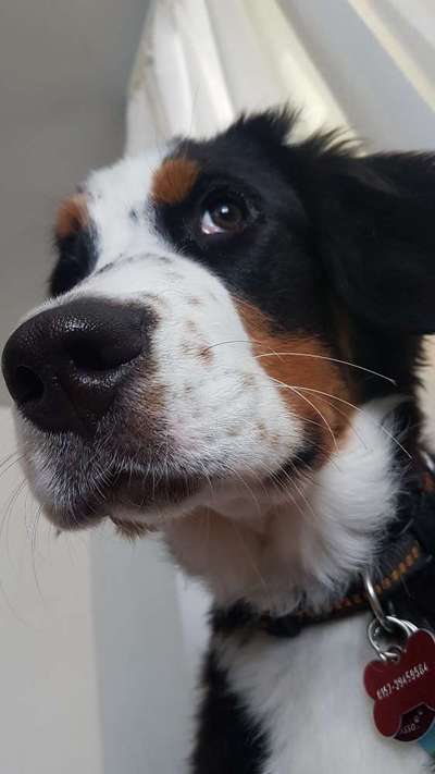 Lustigsten Grimassen von euren Hunden-Beitrag-Bild