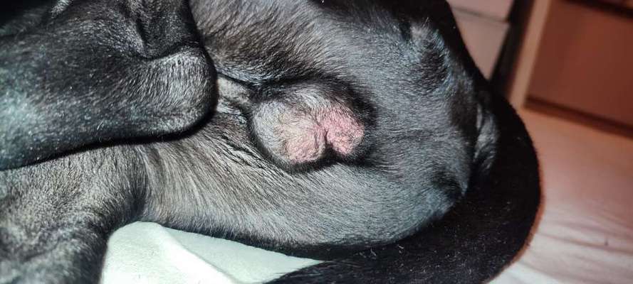 Rötliche Hoden/ Verfärbung der Hoden-Beitrag-Bild