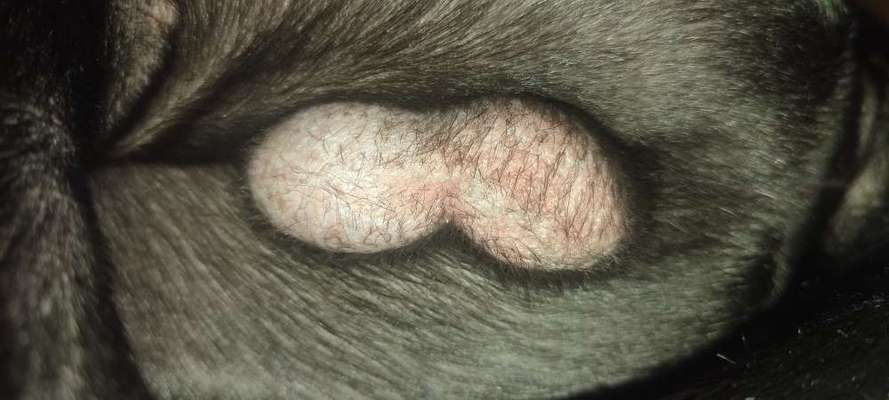 Rötliche Hoden/ Verfärbung der Hoden-Beitrag-Bild