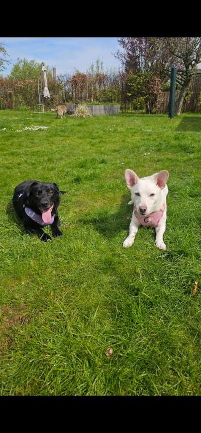 Hundetreffen-Spieltreffen in Dannewerk und Umgebung gesucht-Bild