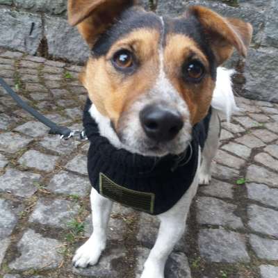 Hundetreffen-Spatziergänge und Spielrunde-Profilbild