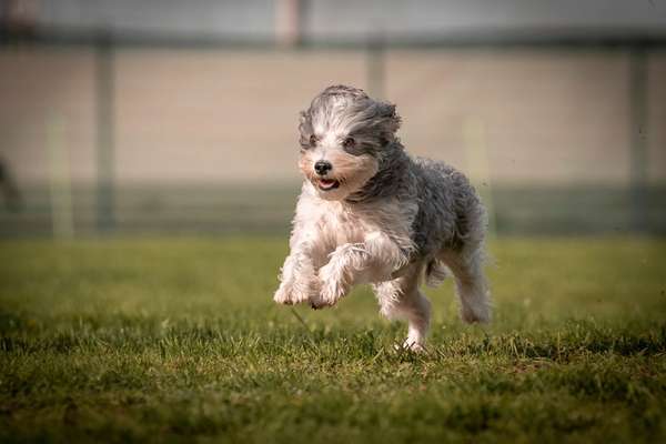 Hundetreffen-🐾 Emmas neugierige Gassirunde für junge Entdecker 🐶-Bild