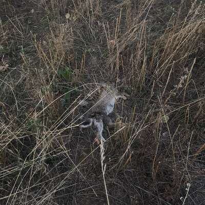 Giftköder-Toter Hase-Bild