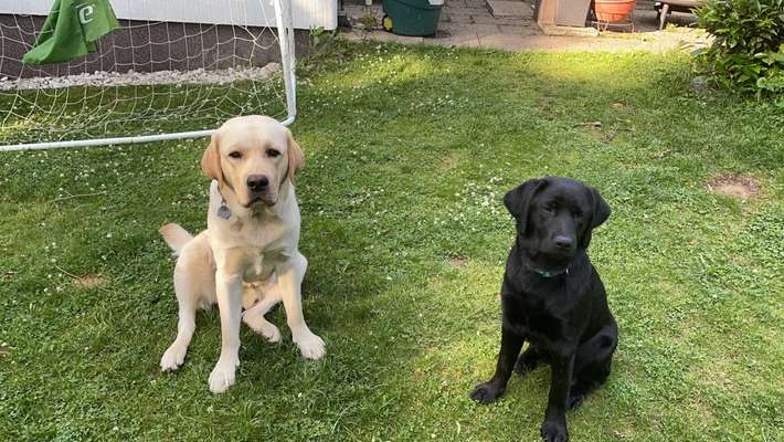 Wo sind meine Labrador Freunde-Beitrag-Bild