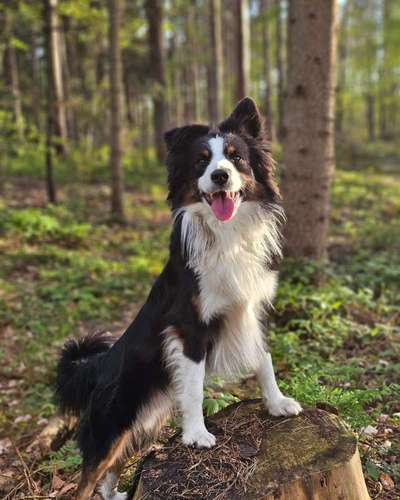 Hundetreffen-Hundefreunde gesucht zum gemeinsamen spazieren gehen,Toben und oder auch Training-Bild
