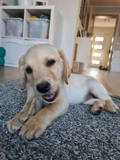 Welpen Bilder !-Beitrag-Bild