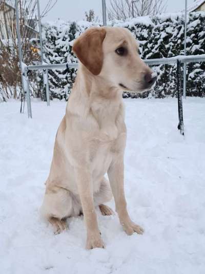 Labradorfans-Beitrag-Bild