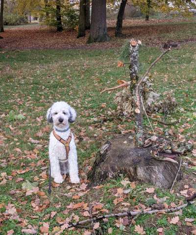 Welche Hunderasse-Beitrag-Bild