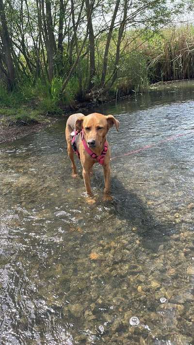 Hundetreffen-Gassi Runde-Bild