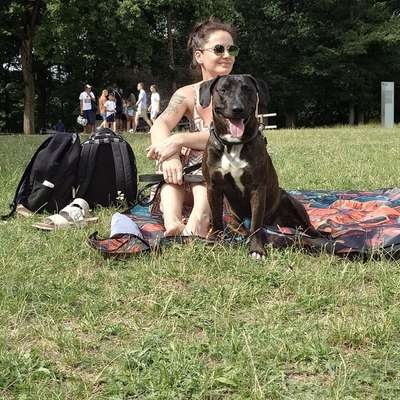 Hundetreffen-Spieletreffen und gassirunden-Bild