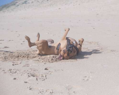Hundetreffen-Milo sucht Spielpartner:in-Bild