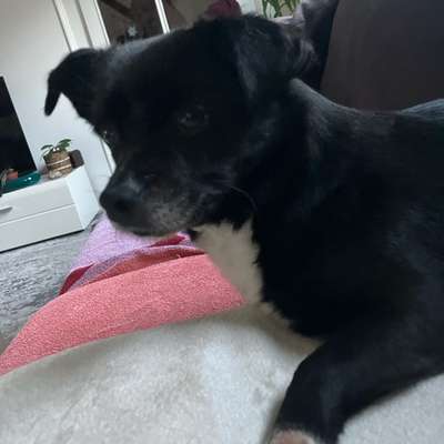 TierschutzhundeStammtisch🐕-Beitrag-Bild