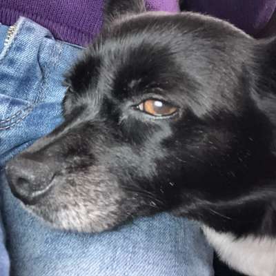 Hundetreffen-Kontakte knüpfen mit gleich gesinnten-Bild