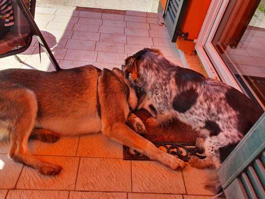 Wenn große Hunde und kleine Hunde wild toben...-Beitrag-Bild