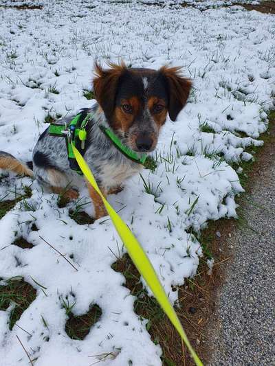 Auslandstierschutz-Beitrag-Bild