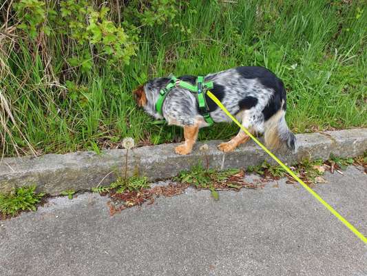 Hundegeschirr, ja oder nein?-Beitrag-Bild