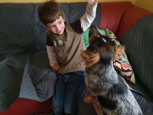 Wie finde ich den passenden Hund?-Beitrag-Bild