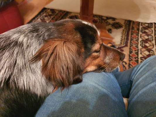 Vertrauen zwischen Hund und Halter-Beitrag-Bild