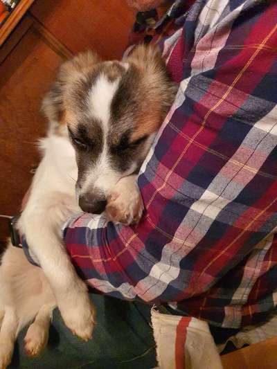 Vertrauen zwischen Hund und Halter-Beitrag-Bild