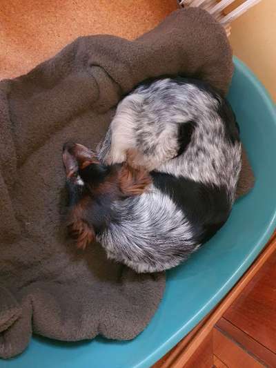 Unter dem Hundebett nass-Beitrag-Bild