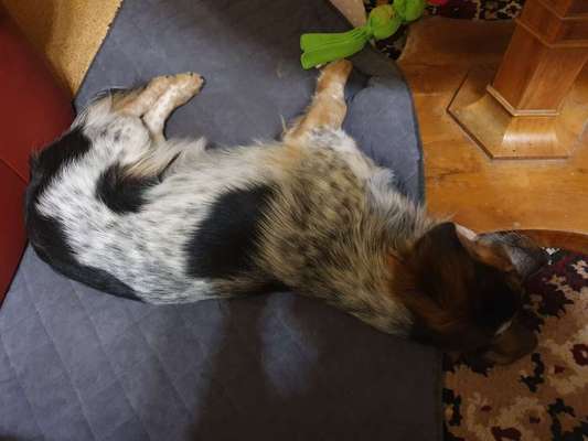 Auslandstierschutz-Beitrag-Bild