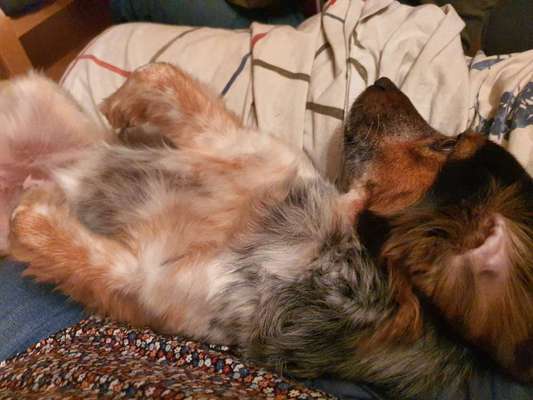 Vertrauen zwischen Hund und Halter-Beitrag-Bild