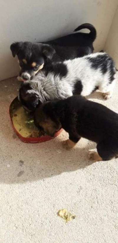 Wie kann man den Hunden im Ausland helfen ?  Stichwort Adoption !-Beitrag-Bild