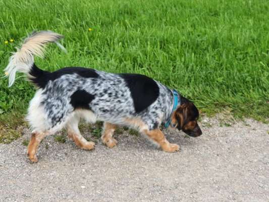 Australian Cattle Dogs-Beitrag-Bild
