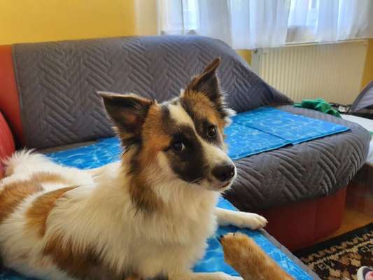 Mischlinge raten - Rätselspaß-Beitrag-Bild