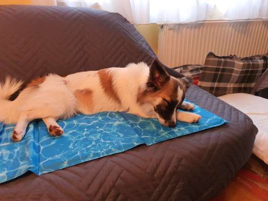 Mischlinge raten - Rätselspaß-Beitrag-Bild